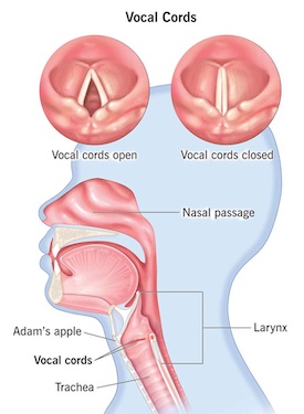 cross-section of the vocal cords.